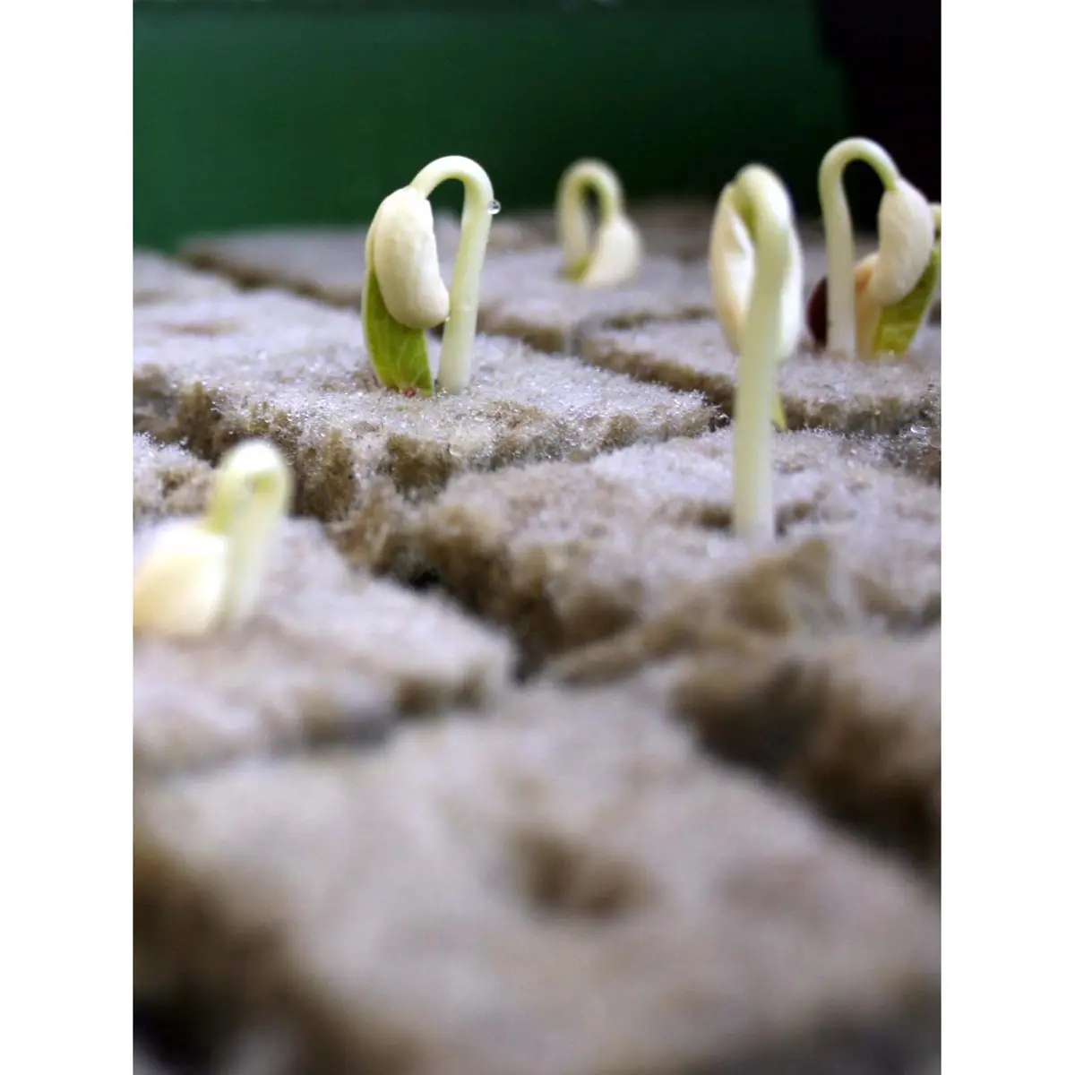 Grodan Plugs - cubetti mini incl. Vassoio