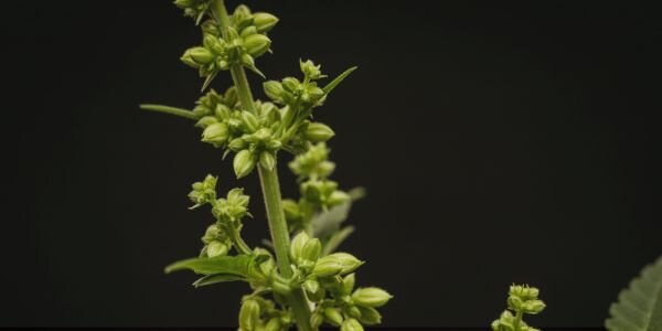 Männliche Cannabispflanze